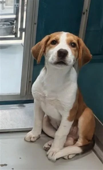 A baby small-sized male Hound dog named A for adoption in Oklahoma City, OK