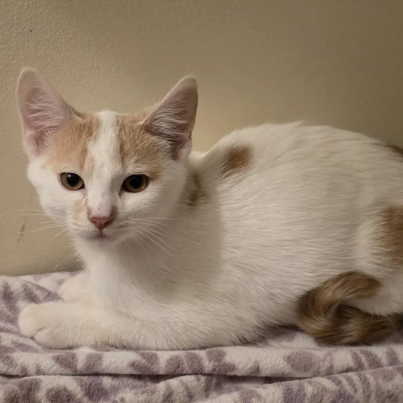 A baby small-sized male White Domestic Short Hair cat named Coconut Creme for adoption in Madison, WI