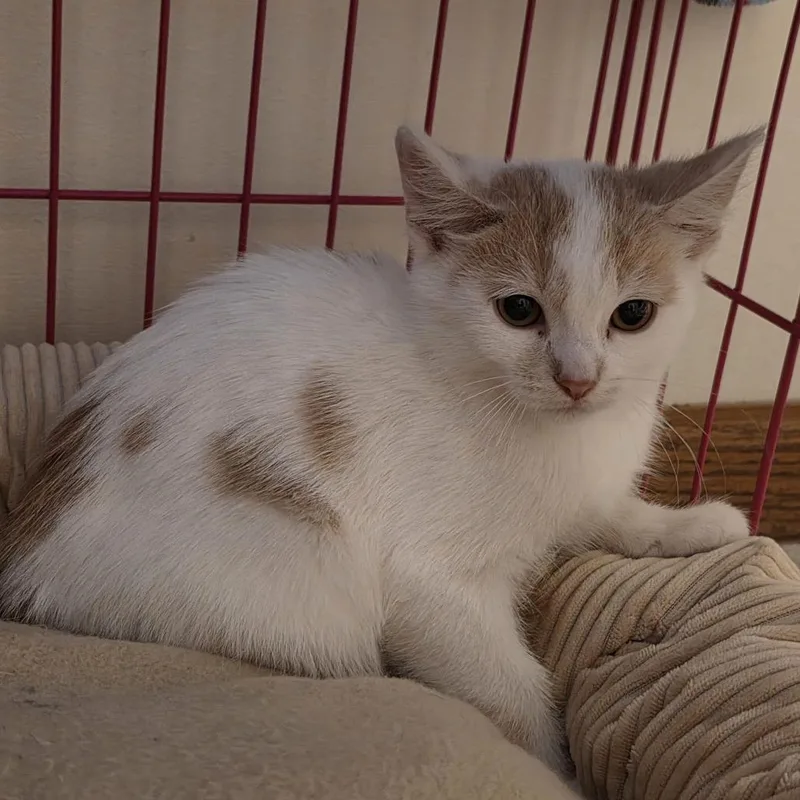Coconut Creme thumbnail 2