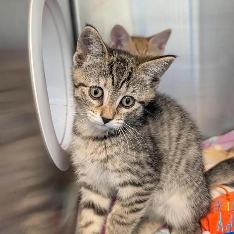 A baby small-sized female Torbie Domestic Short Hair cat named Olive for adoption in Washington Township, OH