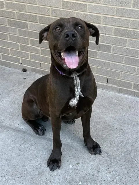 An adult large-sized male Mixed Breed dog named Tbo for adoption in Dallas, TX