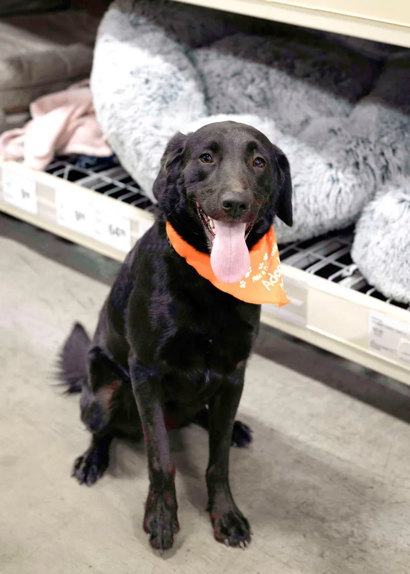 An adult large-sized male Labrador Retriever dog named Obsidian for adoption in West Richland, WA