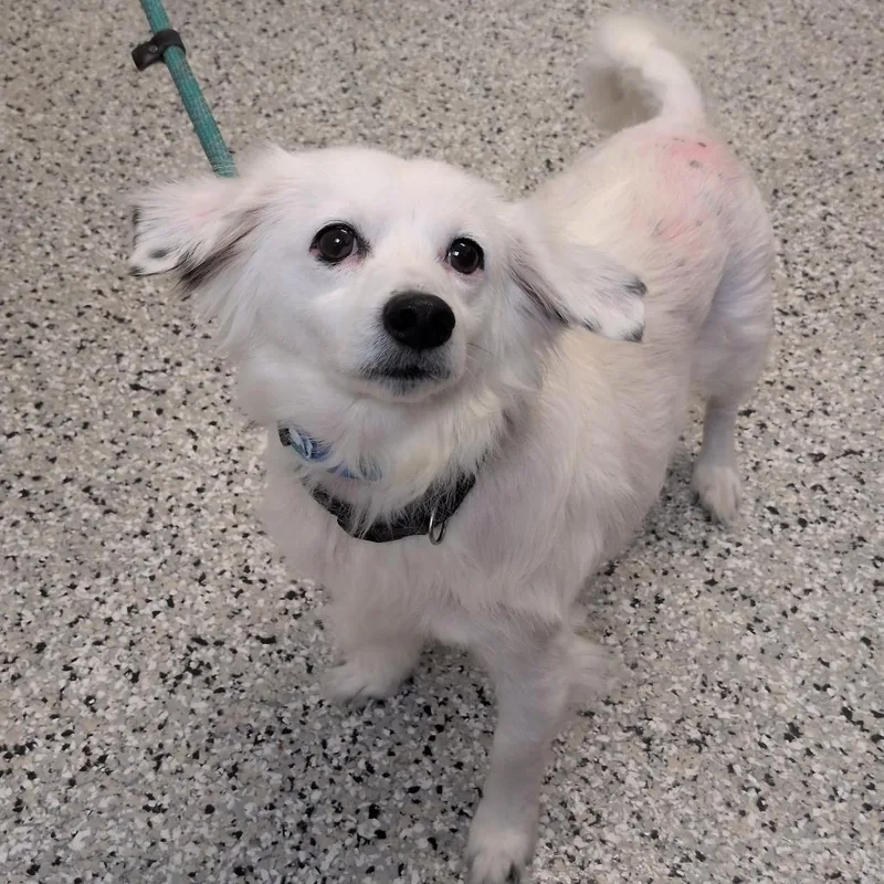 A senior small-sized male Dachshund dog named Benson for adoption in Hattiesburg, MS