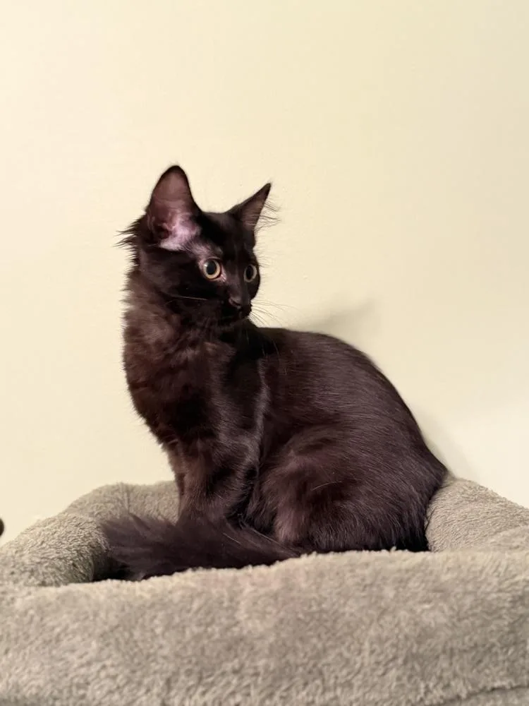 A baby medium-sized female Black Domestic Medium Hair cat named Jesse for adoption in Ferndale, MI
