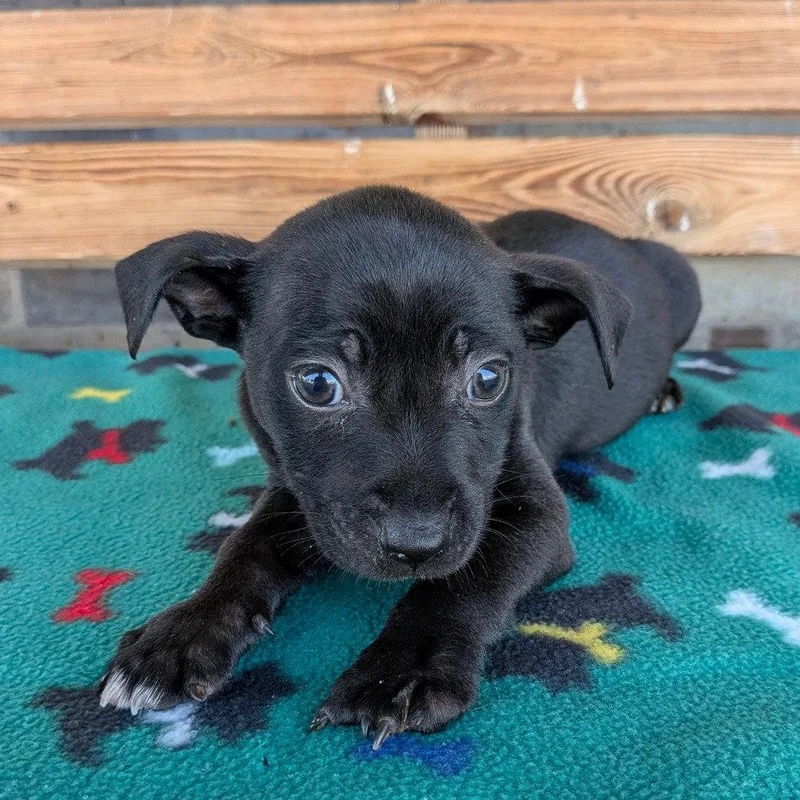 A baby small-sized male Chihuahua dog named Boots for adoption in Chico, CA