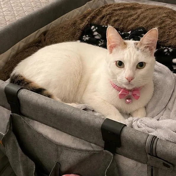 A young small-sized female Domestic Short Hair cat named Gidget for adoption in Grand Bay, AL