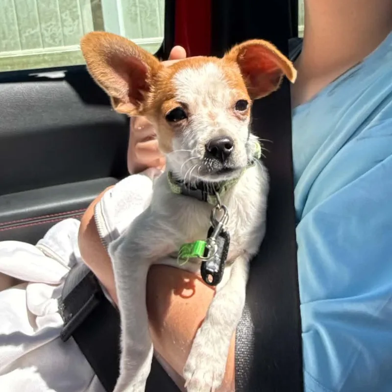 A baby small-sized male Chihuahua dog named Stuart for adoption in Columbia, MD