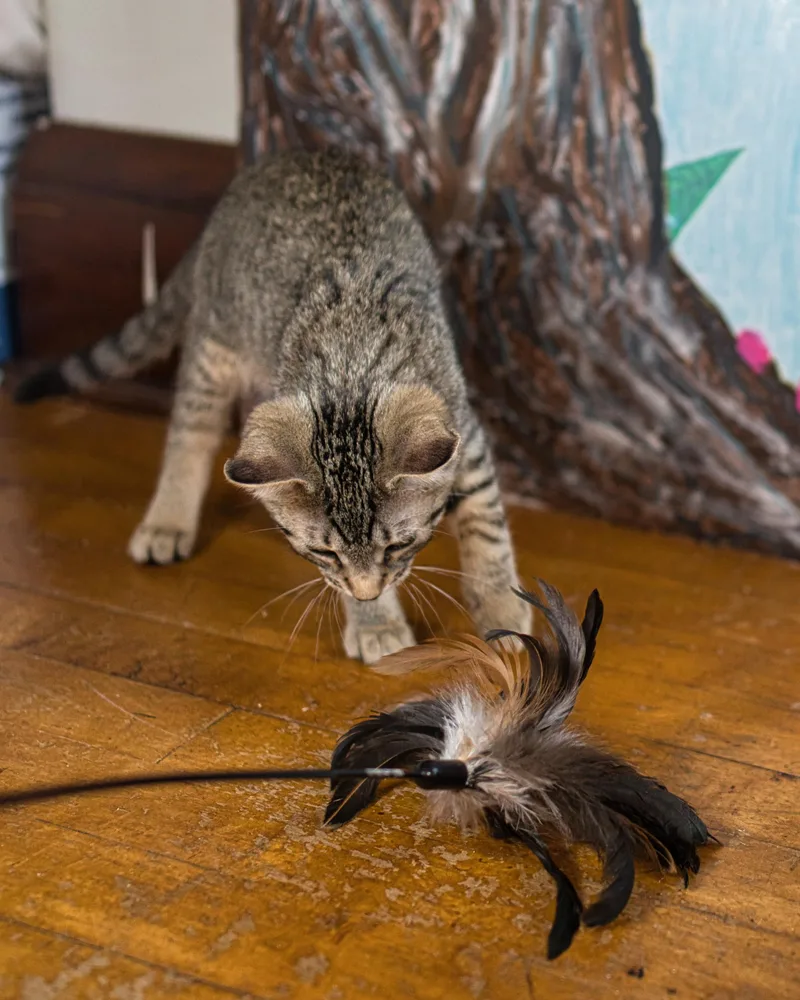 A baby small-sized female Domestic Short Hair cat named Mirasol for adoption in Milwaukee, WI