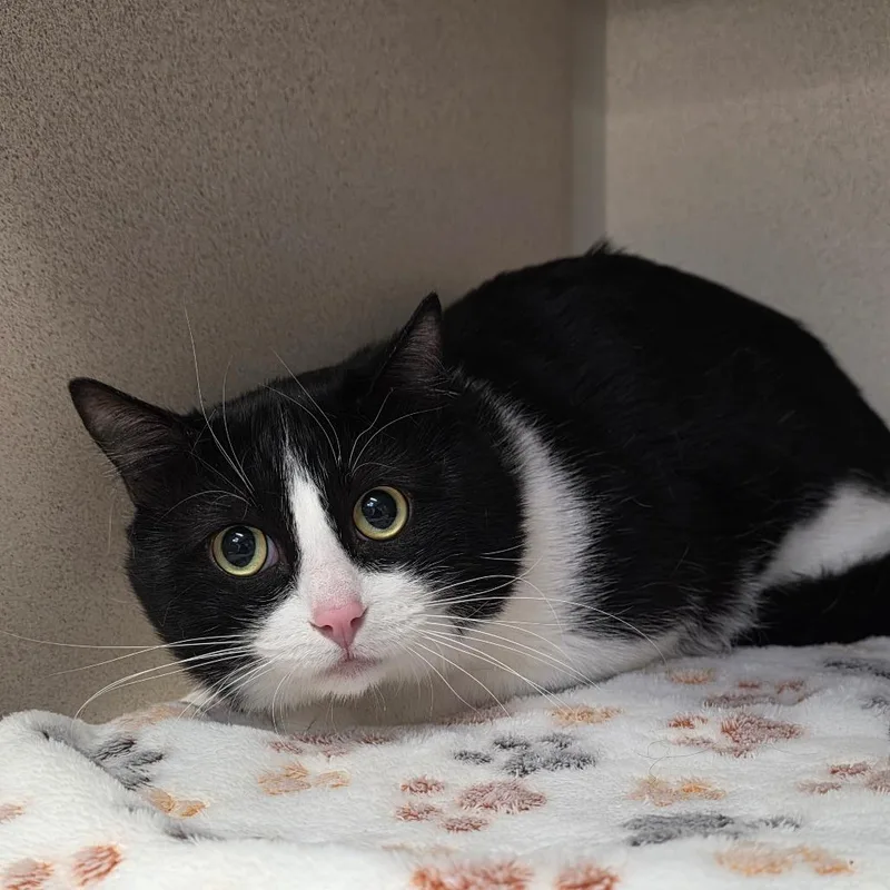 An adult large-sized male Black Domestic Short Hair cat named Sylvester for adoption in Great Falls, MT