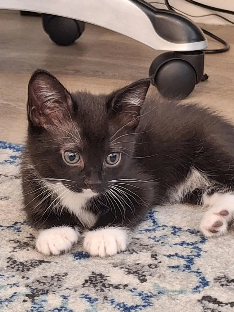 A baby small-sized female Black Domestic Short Hair cat named Rhaegal for adoption in Fruit Heights, UT
