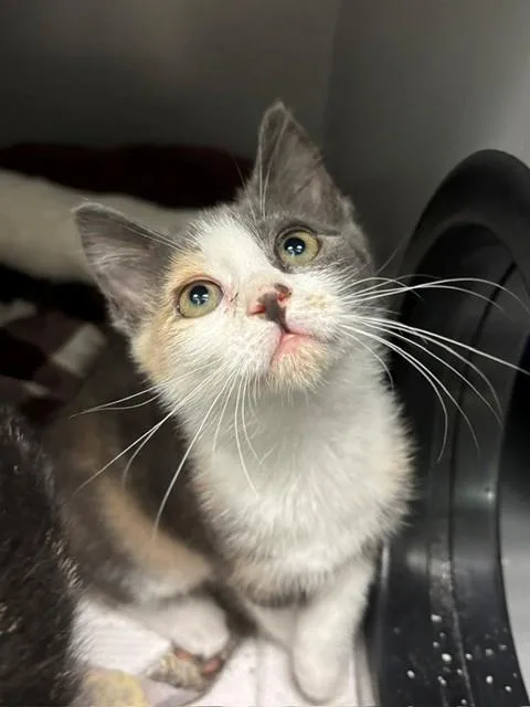 A baby small-sized female Domestic Short Hair cat named Peanut for adoption in Leesburg, VA