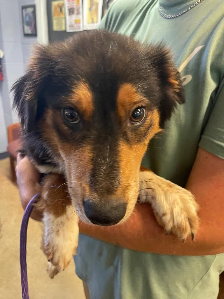 A young large-sized female Australian Shepherd dog named Cali for adoption in Brownwood, TX