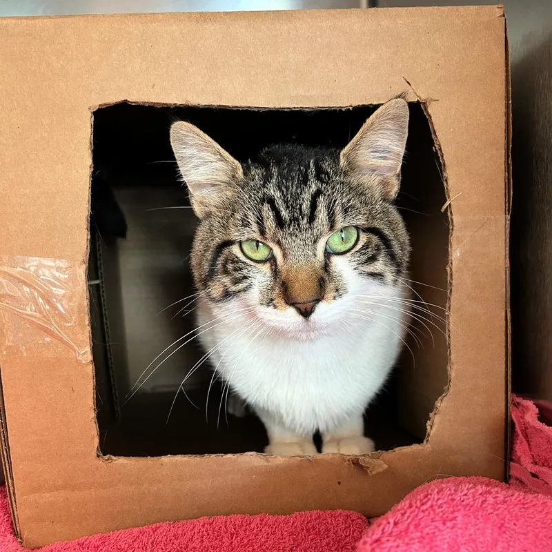 A young medium-sized male Tabby (Brown / Chocolate) Domestic Short Hair cat named Tommy for adoption in Lindon, UT