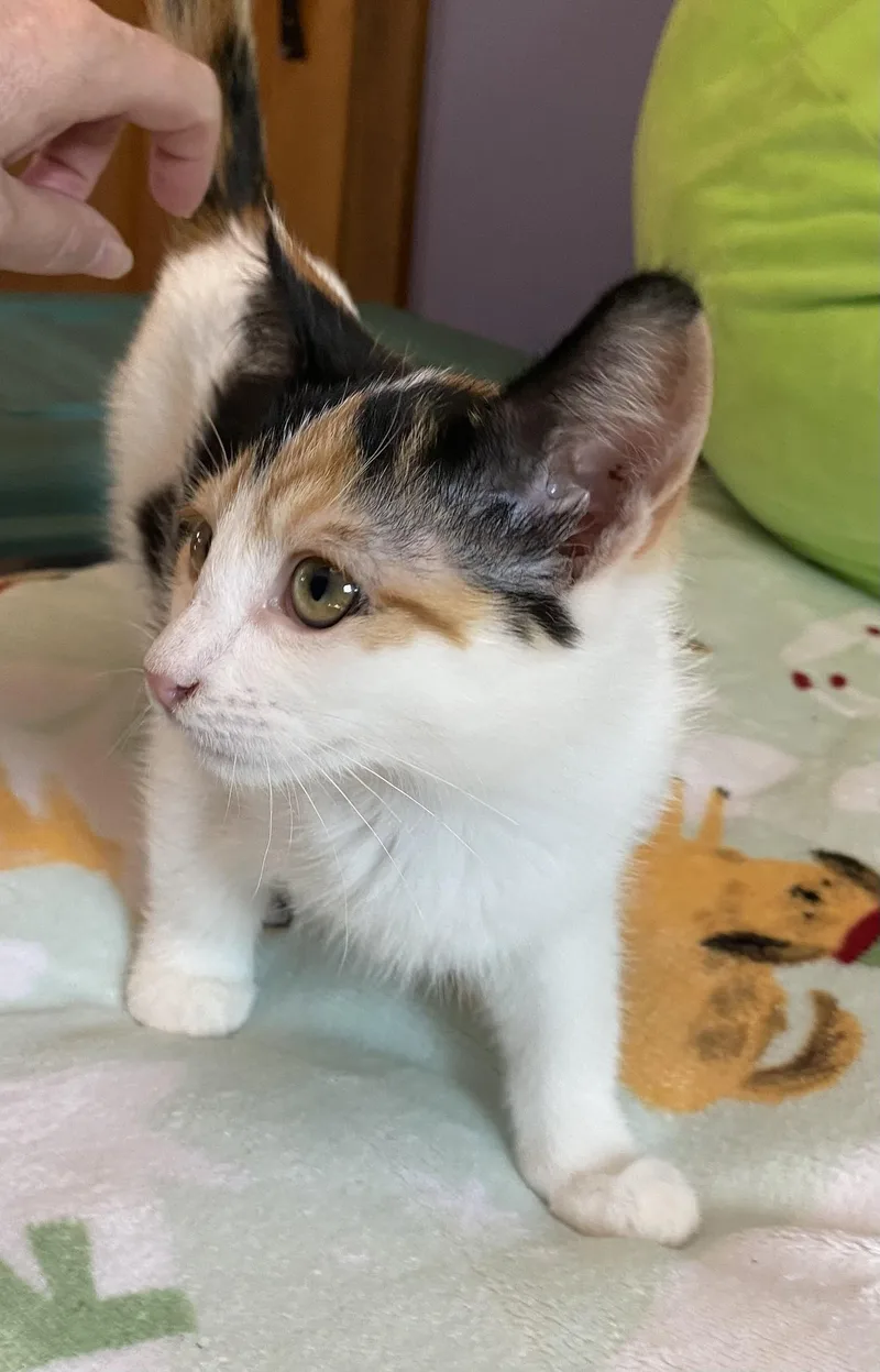 A baby medium-sized female Calico Domestic Short Hair cat named Cashew for adoption in Port Washington, WI