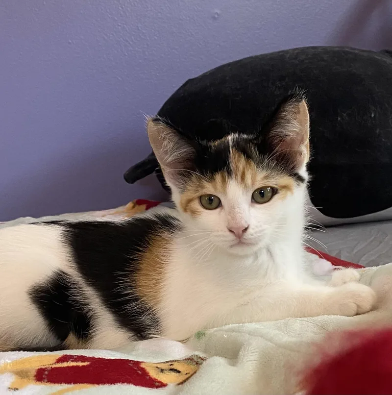 Cashew thumbnail 2