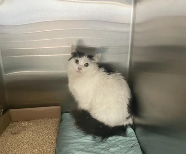 An adult medium-sized female Domestic Short Hair cat named Love for adoption in Ridgewood, NY