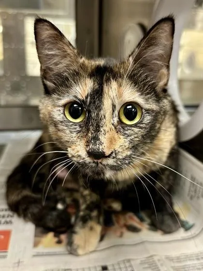 An adult medium-sized female Domestic Short Hair cat named Kaleidoscope for adoption in Wichita, KS