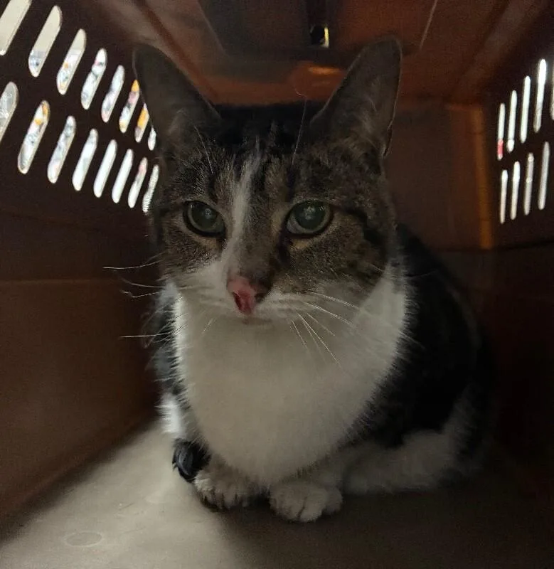 An adult medium-sized female Tabby (Brown / Chocolate) Domestic Short Hair cat named Frittata for adoption in Cincinnati, OH