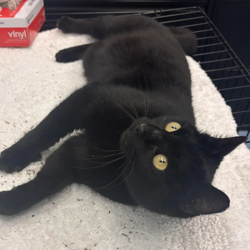 Flounder thumbnail 2