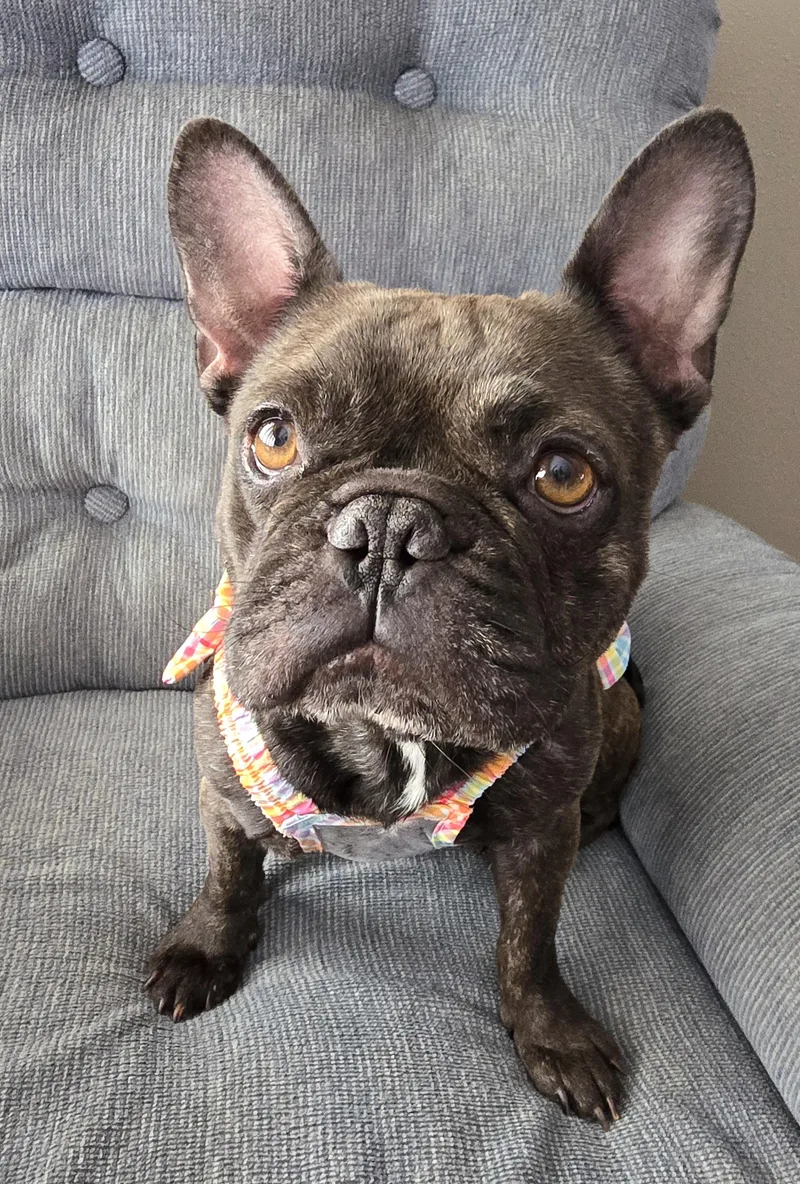 A young small-sized female French Bulldog dog named Gigi for adoption in Cedar Rapids, IA
