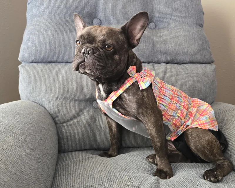 Gigi thumbnail 3