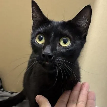 An adult medium-sized female Black Domestic Short Hair cat named Anya for adoption in Converse, TX