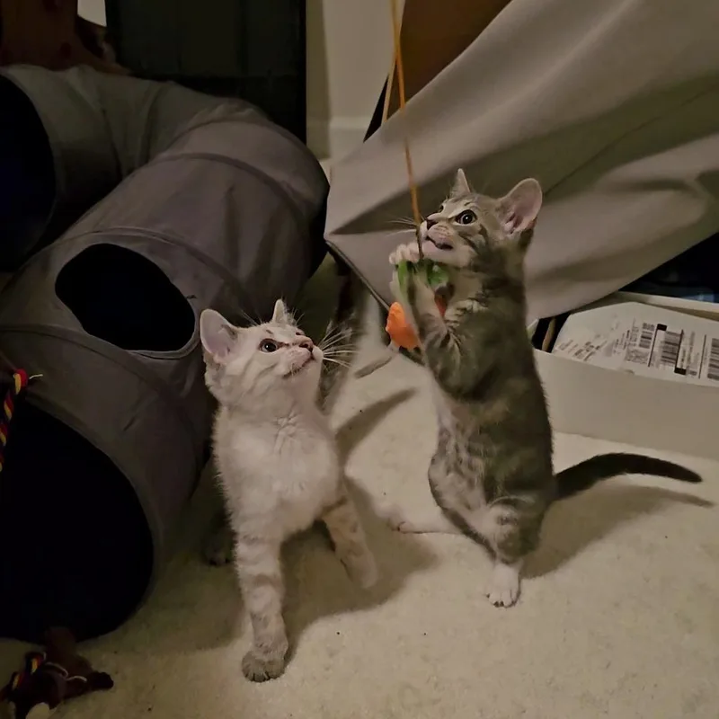 A baby small-sized female Gray & White Domestic Short Hair cat named Ynes for adoption in Hoyleton, IL