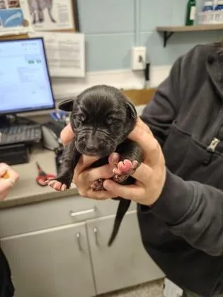 A baby small-sized male Terrier dog named Yellow Band for adoption in Gastonia, NC