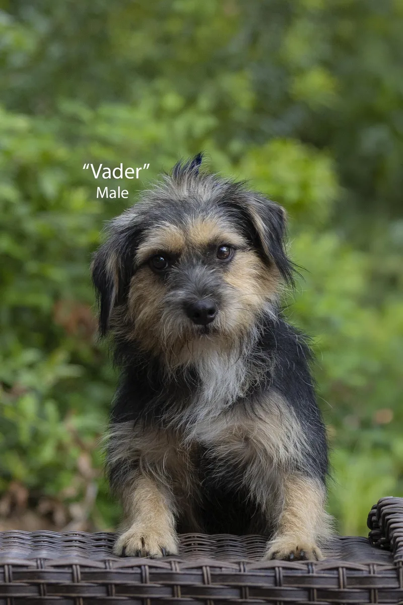 Vader