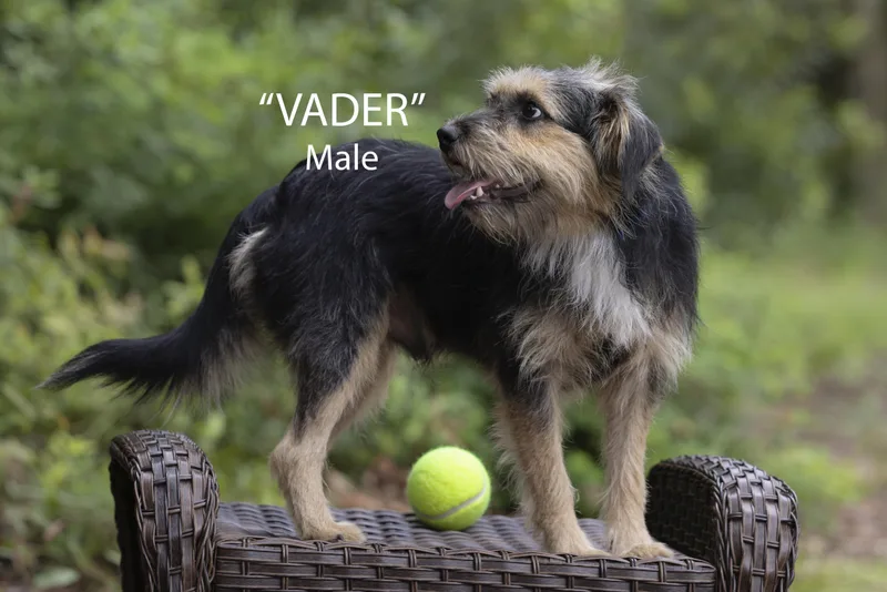 Vader thumbnail 2