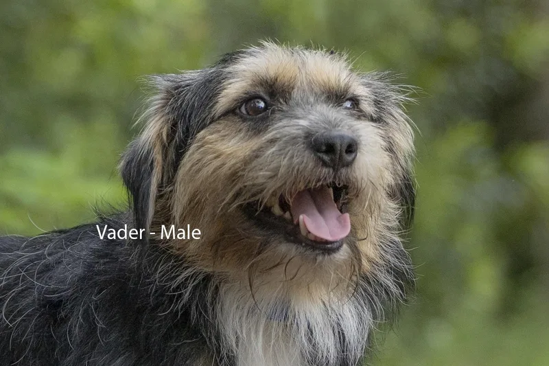 Vader thumbnail 3