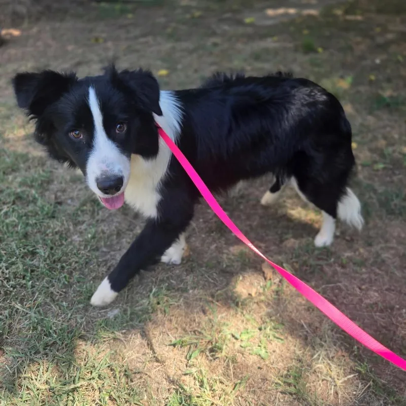 A young medium-sized male Black Mixed Breed dog named Dorito for adoption in Pauls Valley, OK