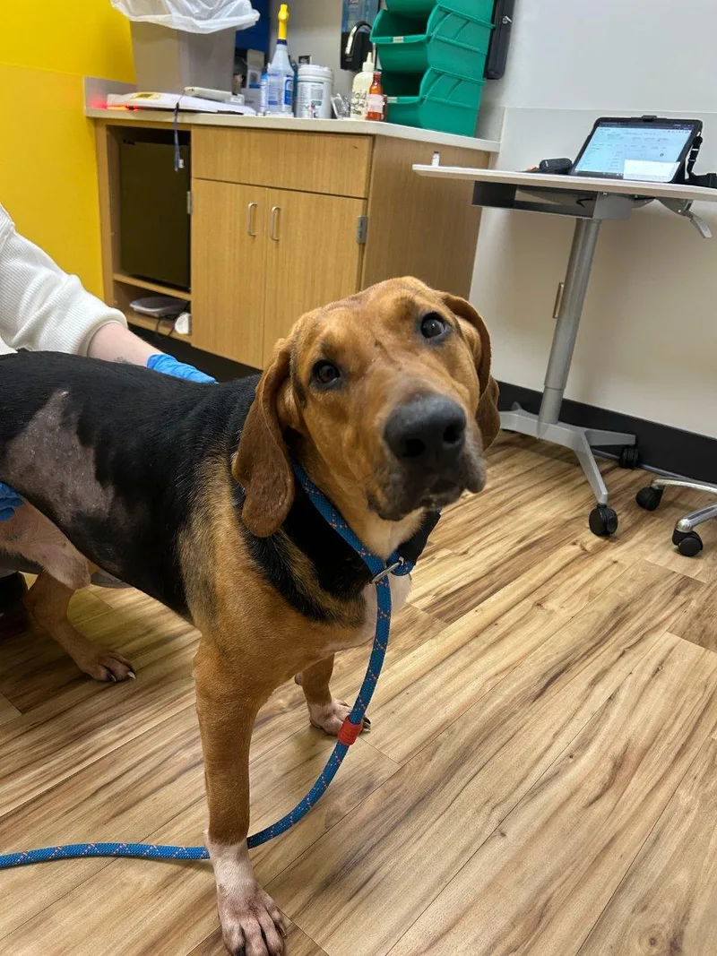 An adult large-sized male Tricolor (Brown, Black, & White) Mixed Breed dog named Charlie Brown for adoption in Raleigh, NC
