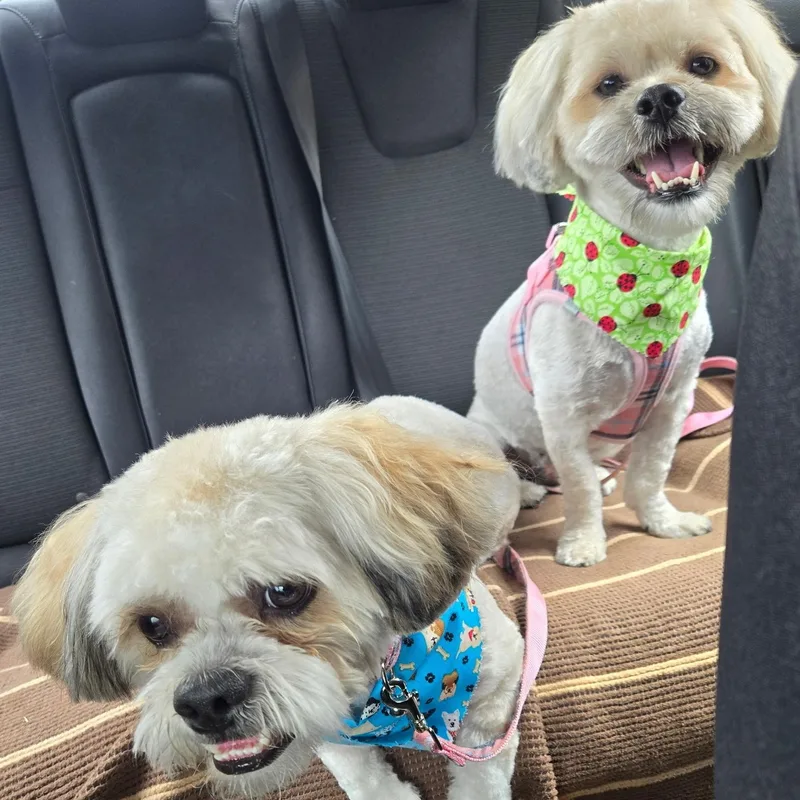 Mr. Handsome Jackson & thumbnail 2