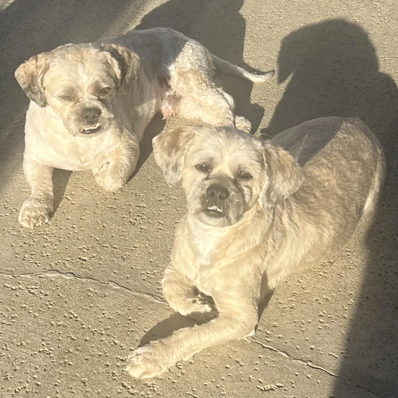 Mr. Handsome Jackson & thumbnail 4