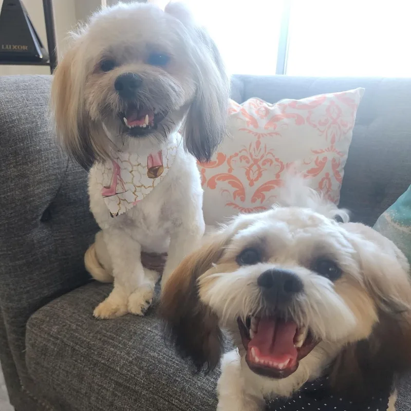 Mr. Handsome Jackson &