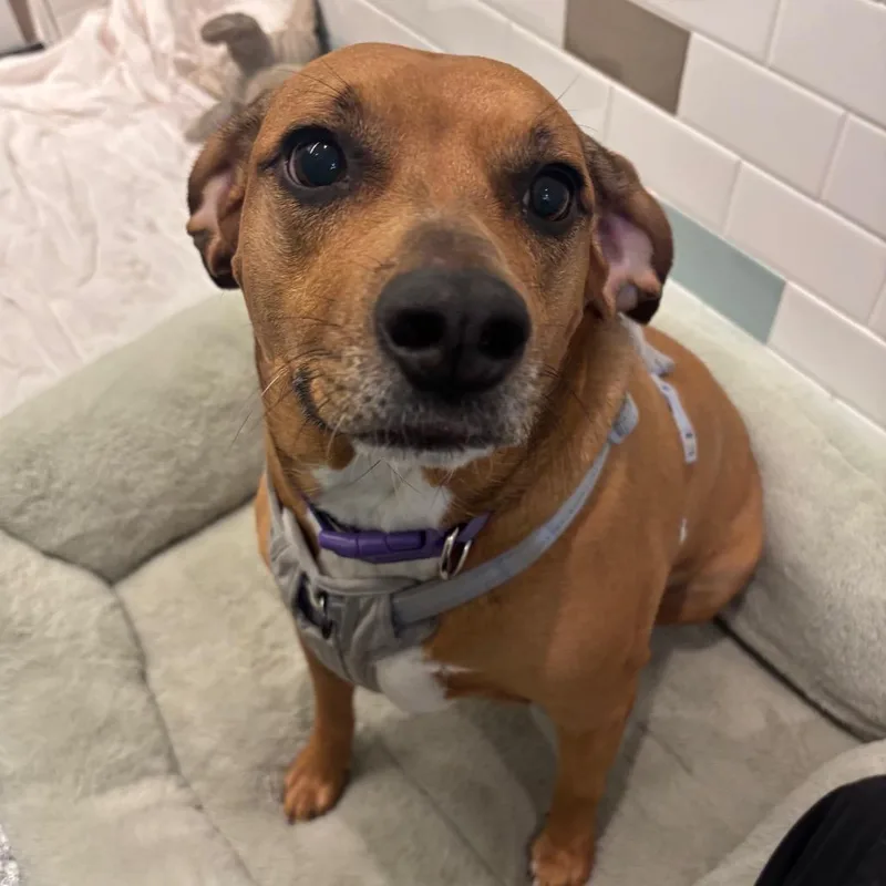 An adult medium-sized female Brown / Chocolate Mixed Breed dog named Kali for adoption in Wantagh, NY