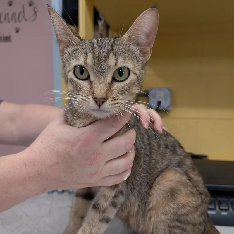 An adult small-sized female Torbie Domestic Short Hair cat named Nova for adoption in Huntsville, AR