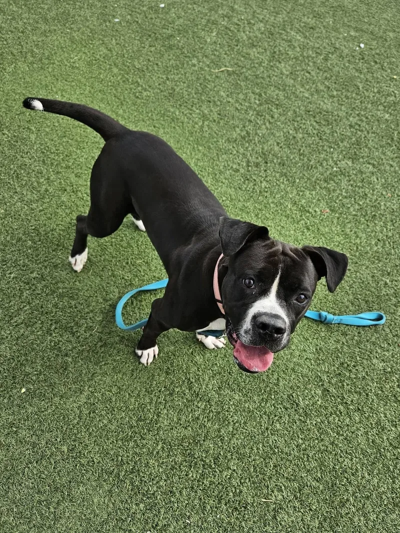 A young large-sized female Pit Bull Terrier dog named Nivada for adoption in Cleveland, OH