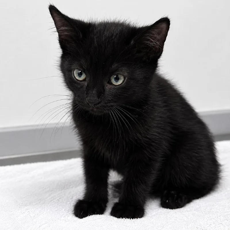 A baby small-sized male Black Domestic Short Hair cat named Berkshires for adoption in Austin, TX
