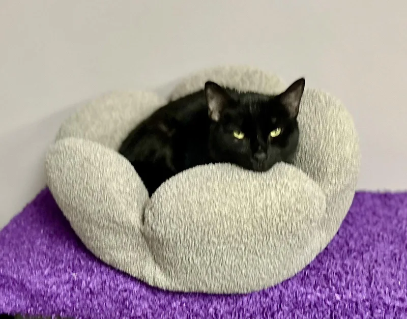 An adult large-sized male Black Domestic Short Hair cat named Punky for adoption in Whitehall, PA
