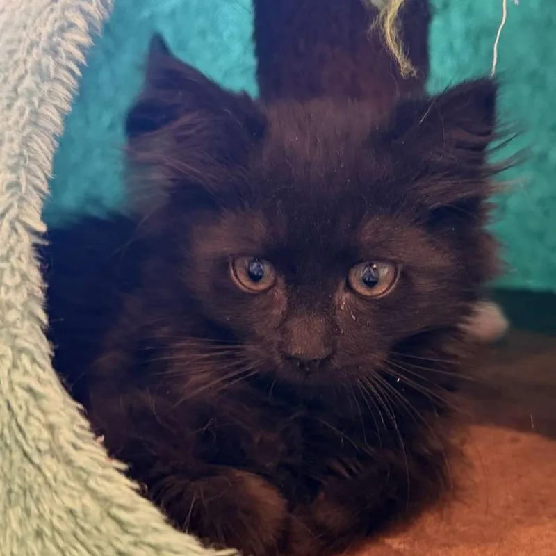 A baby small-sized male Black Domestic Long Hair cat named Thumper Miller for adoption in Eagle Mountain, UT