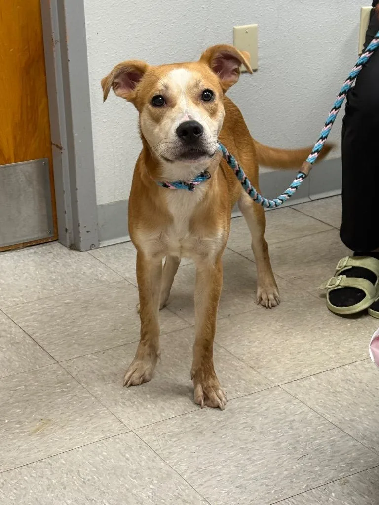 A baby medium-sized male Carolina Dog dog named Jim Dandy for adoption in Sorrento, LA