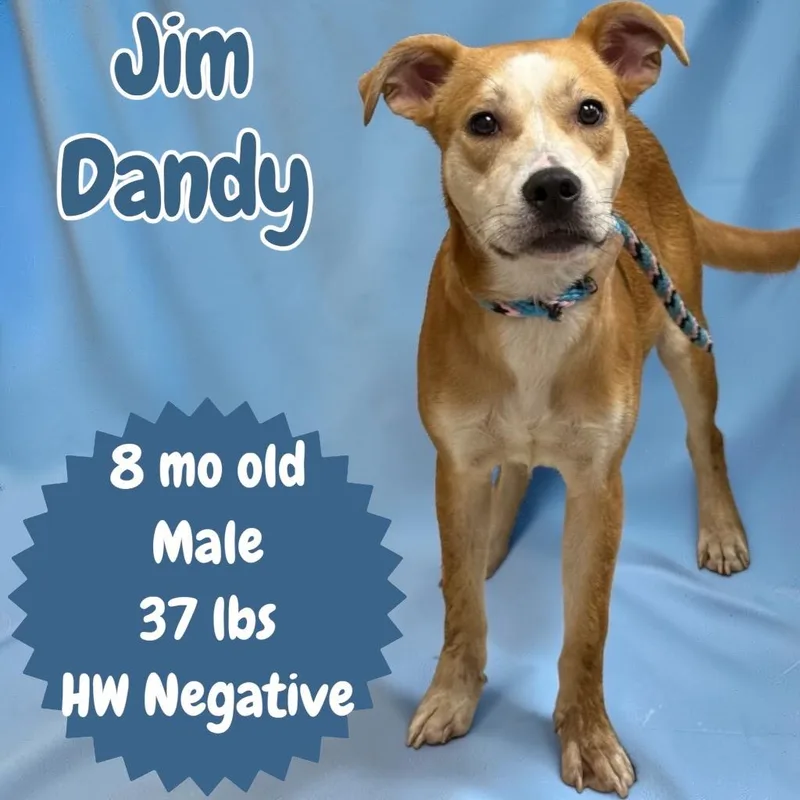 Jim Dandy thumbnail 2