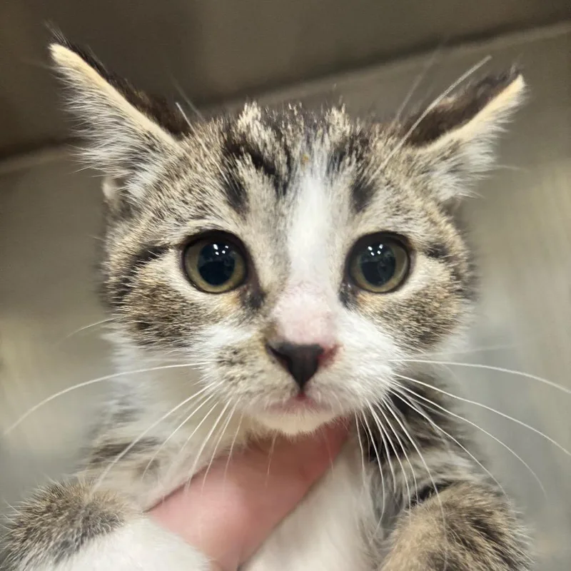 A baby small-sized male Torbie Domestic Short Hair cat named Cosmos C for adoption in Napoleon, OH