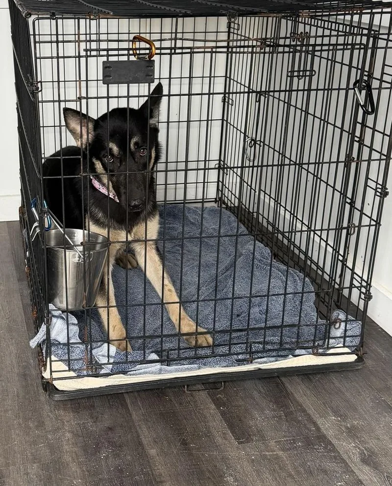 A baby large-sized female Brown / Chocolate Shepherd dog named Diana for adoption in Lakeland, FL