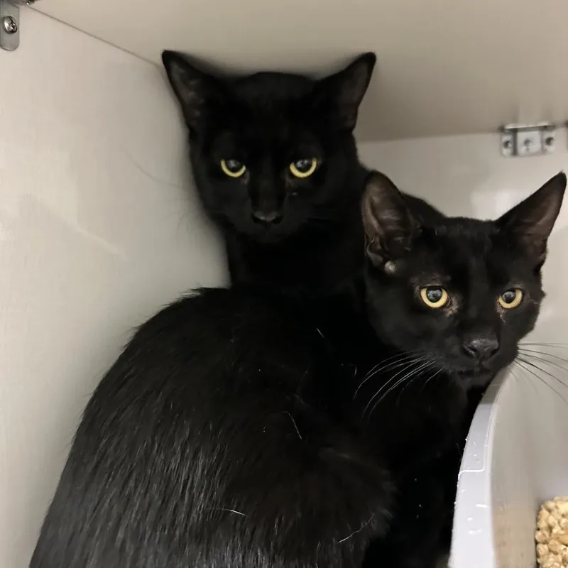 A baby medium-sized male Black Domestic Short Hair cat named Raj for adoption in Redwood City, CA