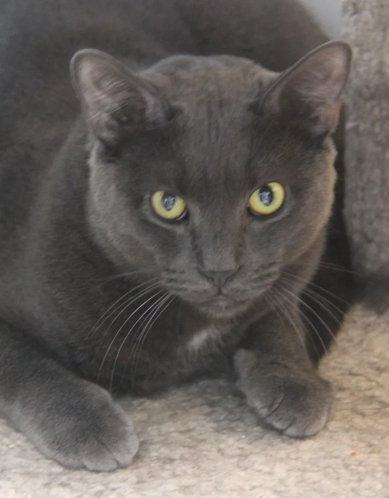 A young large-sized male Gray / Blue / Silver Domestic Short Hair cat named Ghost for adoption in Norton, MA