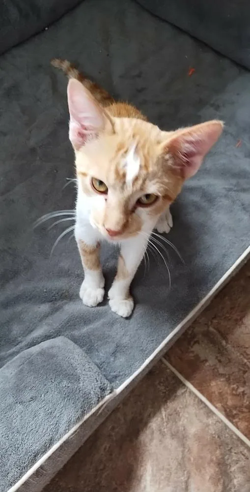 A baby small-sized male Orange & White Domestic Short Hair cat named Scar for adoption in Shawnee, OK