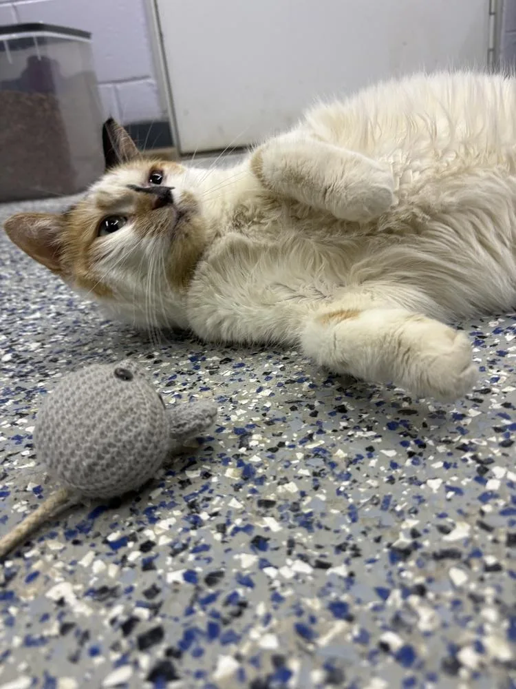 An adult small-sized female Orange & White Domestic Short Hair cat named Tiny for adoption in Mishawaka, IN
